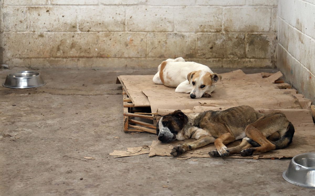 Los perritos que se recogen se encuentran en resguardo para su adopción. (Rolando Riestra)
