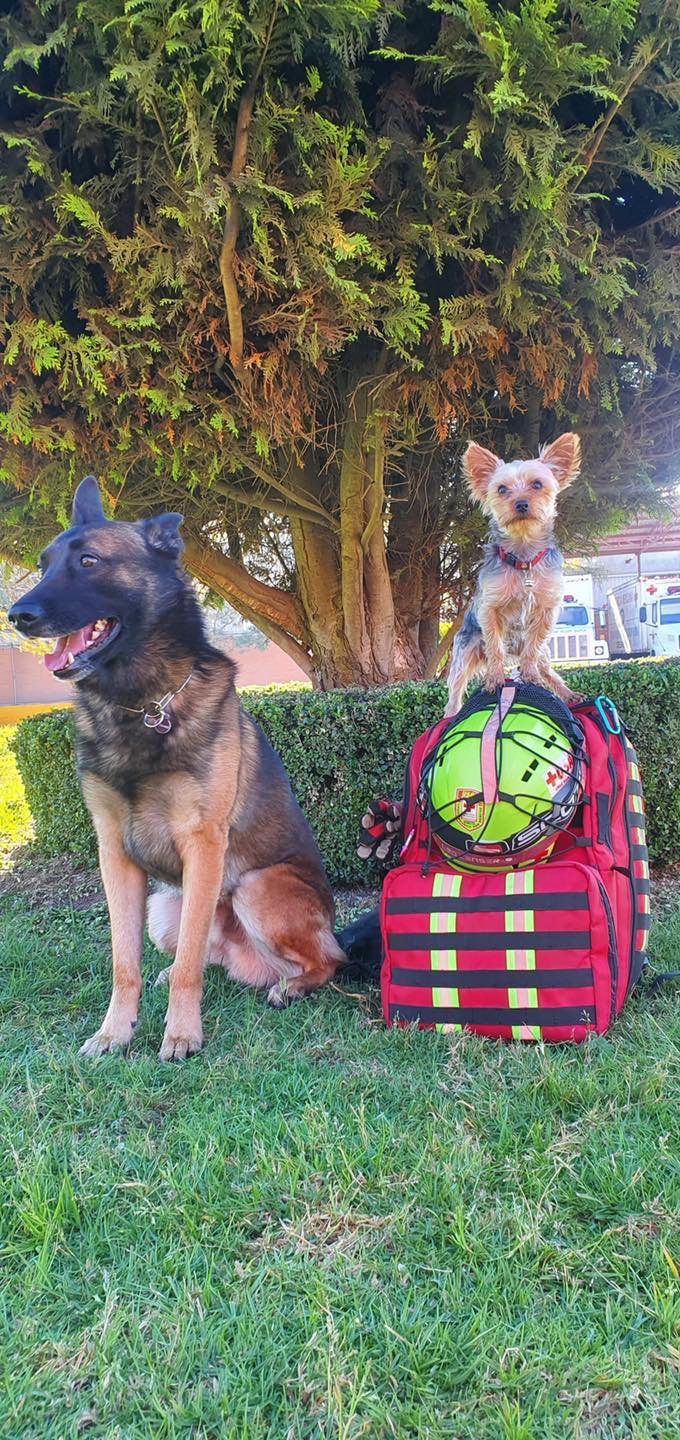 Athos y Tango, perros rescatistas de la Cruz Roja que fueron envenenados | Especial