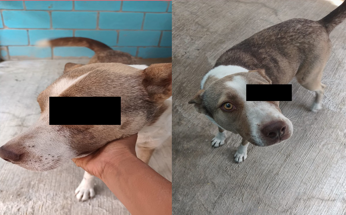 Sacan ojo a perrito en Torreón, es el décimo caso de maltrato animal en la colonia J. Luz Torres. | Especial