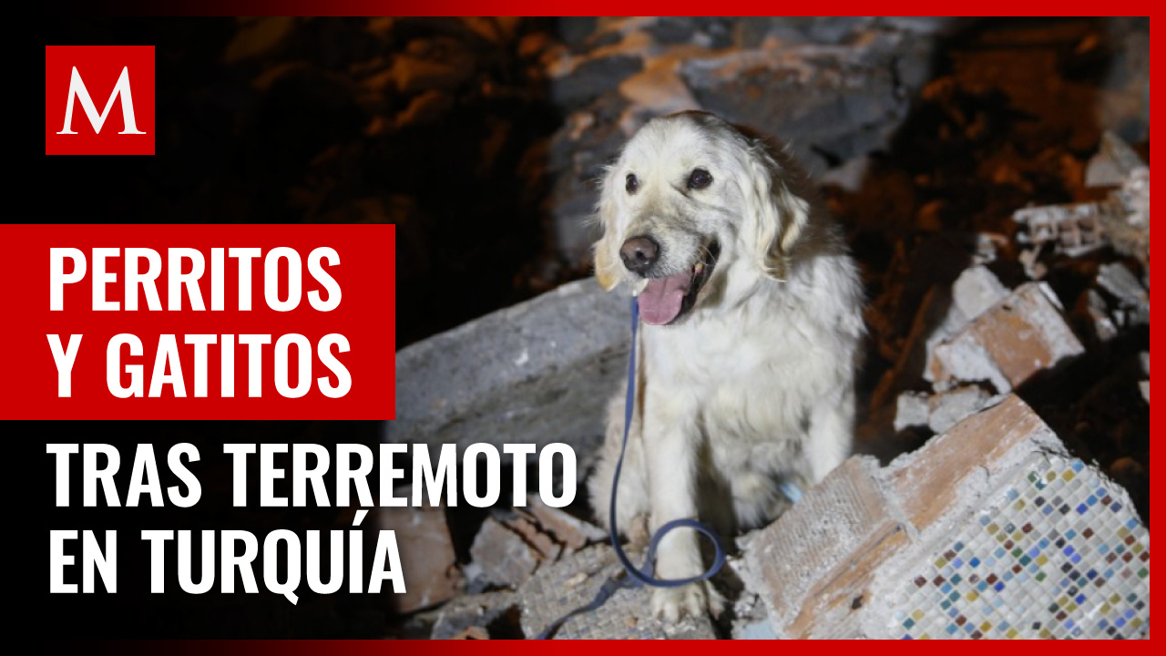 Perro abraza a gato después del terremoto en Turquía; fueron salvados de los escombros