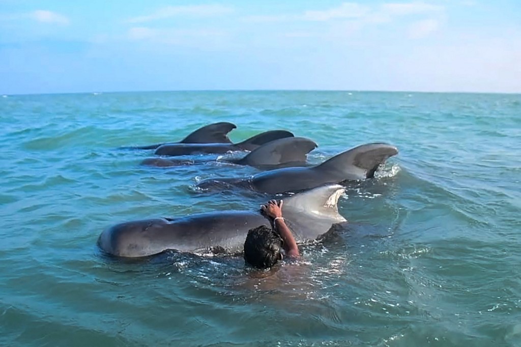 En Sri Lanka, salvan a 11 ballenas piloto | AFP