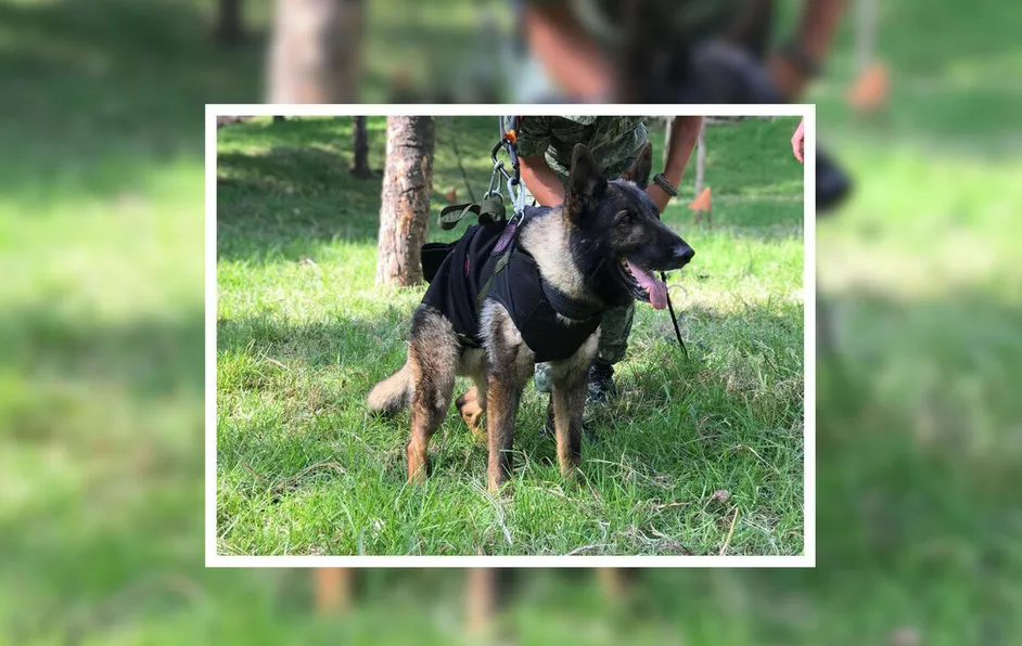 Cruz Roja Mexicana despide con un pase de lista a Proteo, perrito rescatista de la Sedena