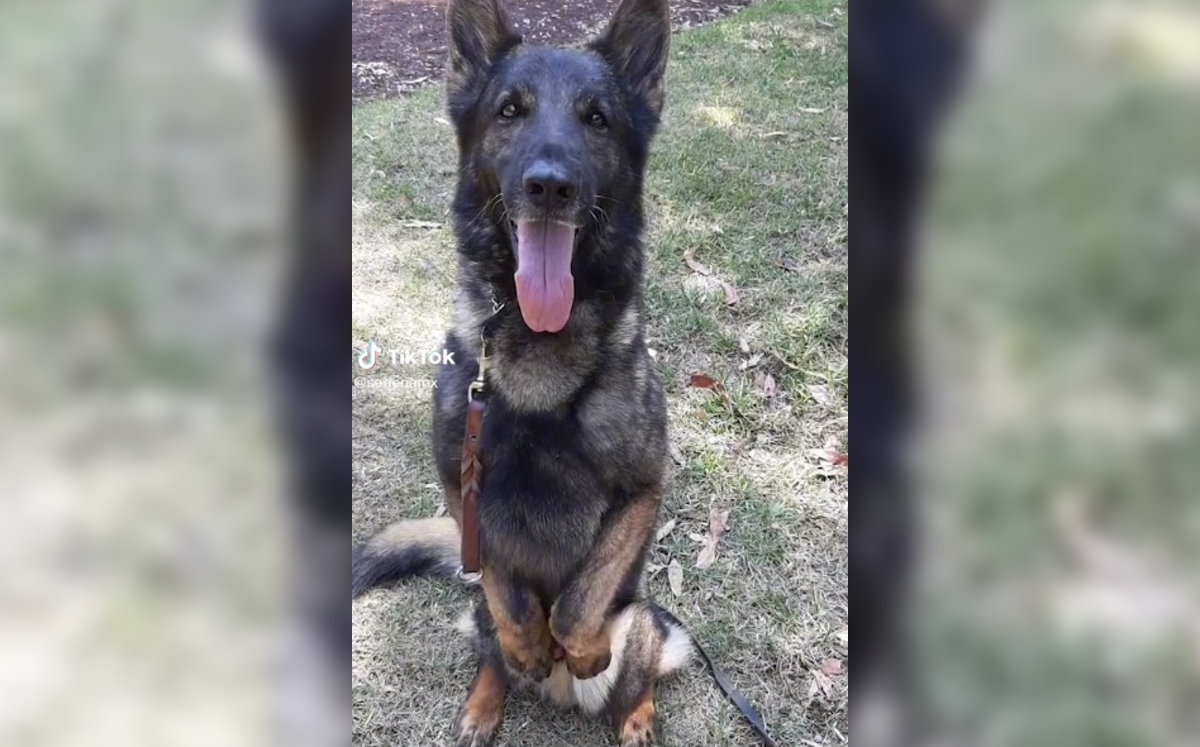 La muerte del perrito fue informada por la Sedena.