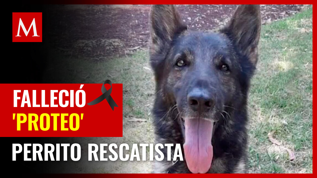Murió 'Proteo', perrito rescatista de la Sedena que fue a Turquía tras sismo: "cumpliste la misión"