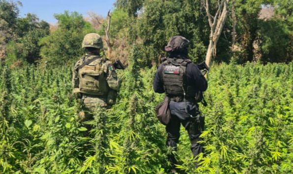 Decomiso de plantío de mariguana.