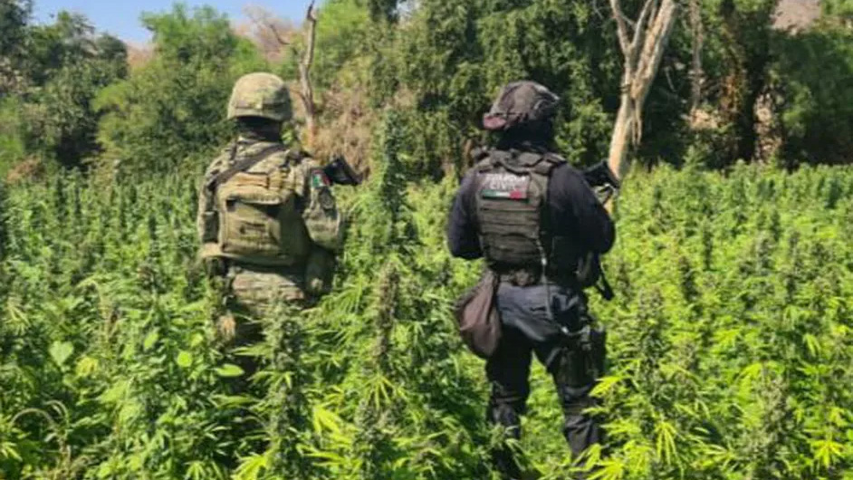 Destruyen plantío de mariguana en Michoacán