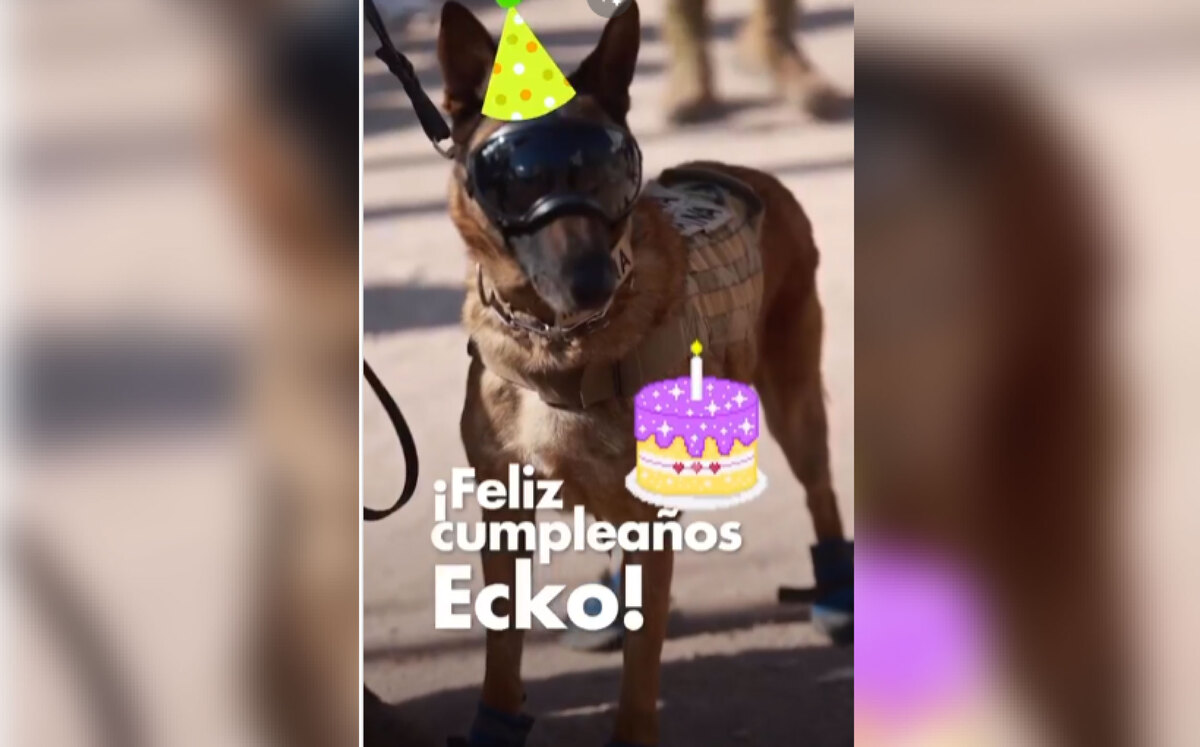 Ecko, perrito rescatista de la Secretaría de Marina | Captura