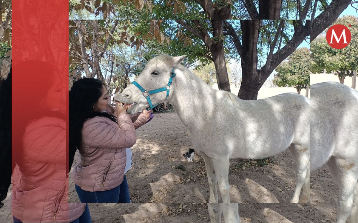 Son muchos los beneficios que brinda el caballo. (Especial)