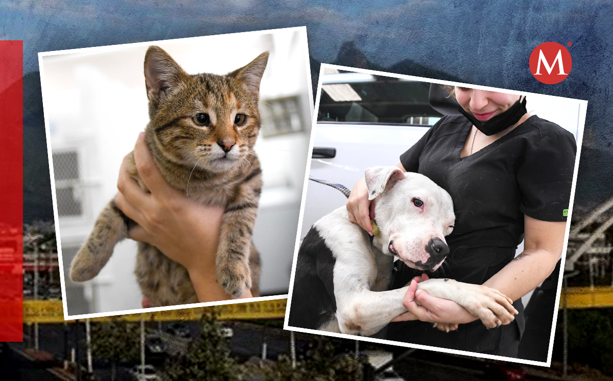 Serán 33 'animalitos' los cuáles estarán a disposición para adoptarse. Foto:  Especial
