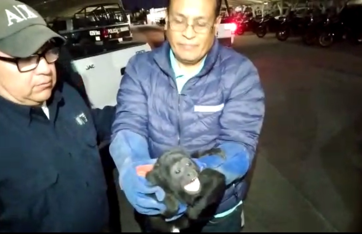 Fue asegurado por elementos de seguridad de animales. (Liberto Ureña)