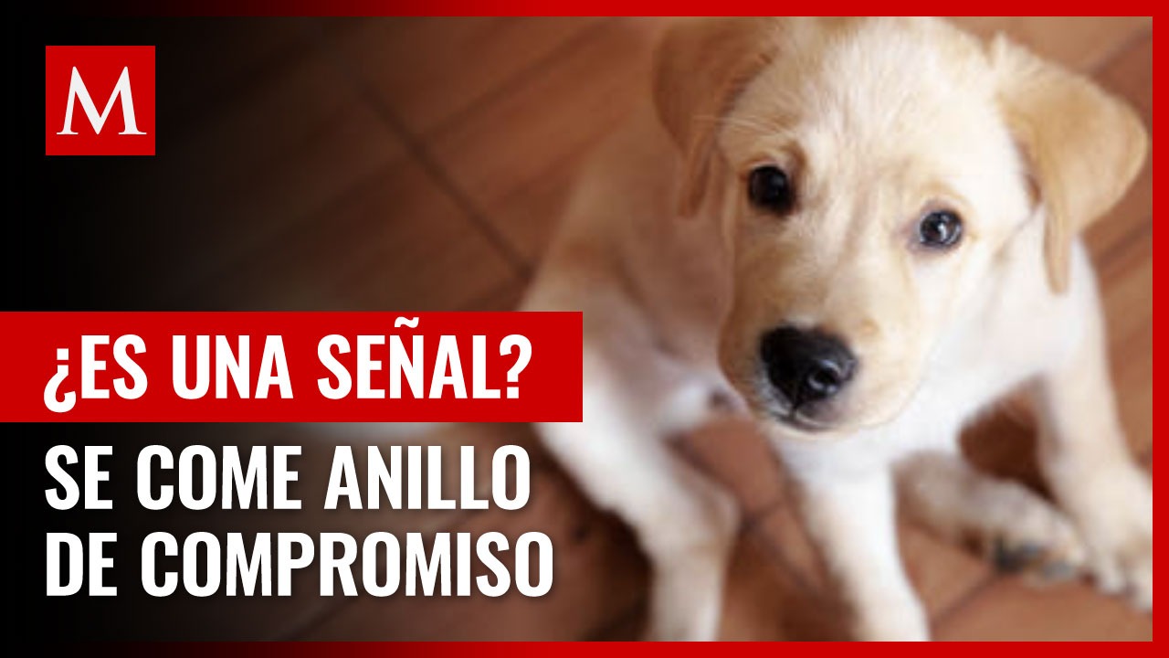 Perrito se come anillo de compromiso que su dueño iba a entregar; "trata de salvarlo"