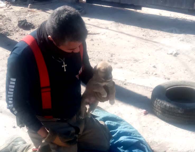 El perrito fue entregado a los vecinos ya que los dueños no se encontraban en casa. (Especial)