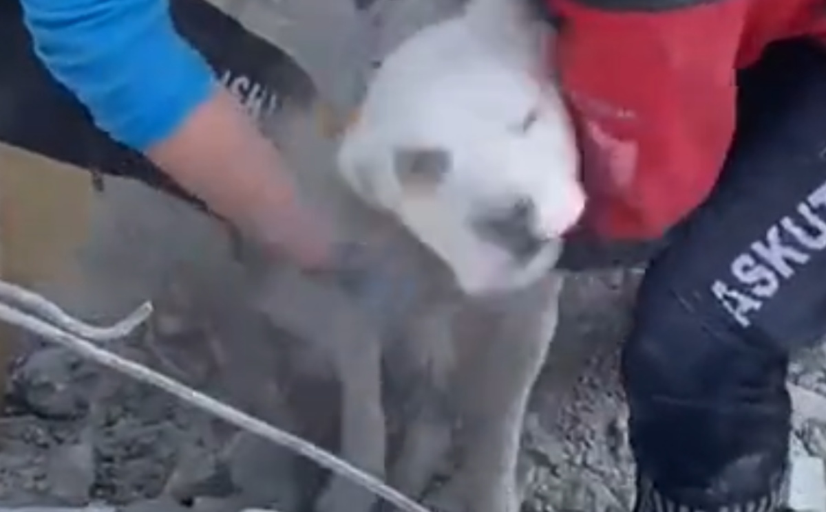 El perrito estuvo entre los escombros tras el sismo. | Captura video TikTok