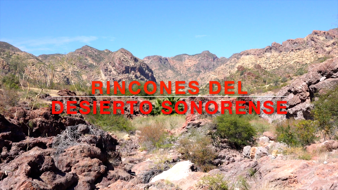 Rincones del desierto sonorense | Conexión Milenio