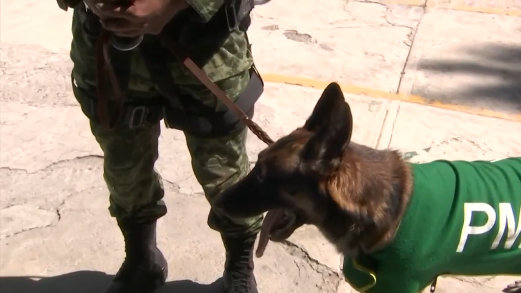 Sedena despide con homenaje a Proteo, perro rescatista que murió en Turquía