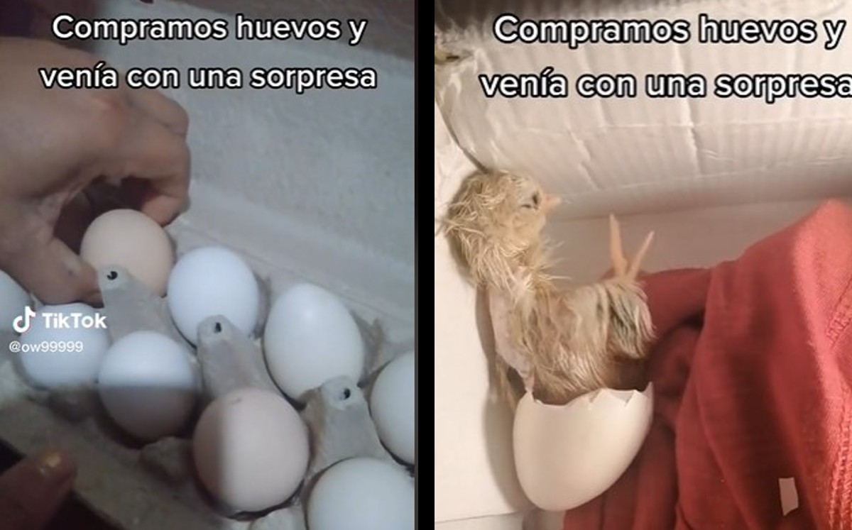 La familia demostró en video como salió un pollito del huevo que habían comprado | ESPECIAL