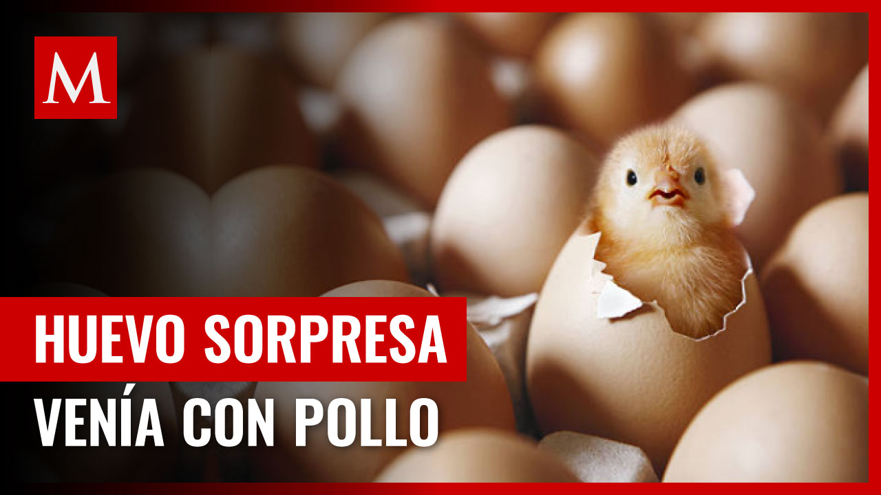 ¿Cómo pasó? Familia queda sorprendida luego de comprar 1 kilo de huevo; con un pollito incluido