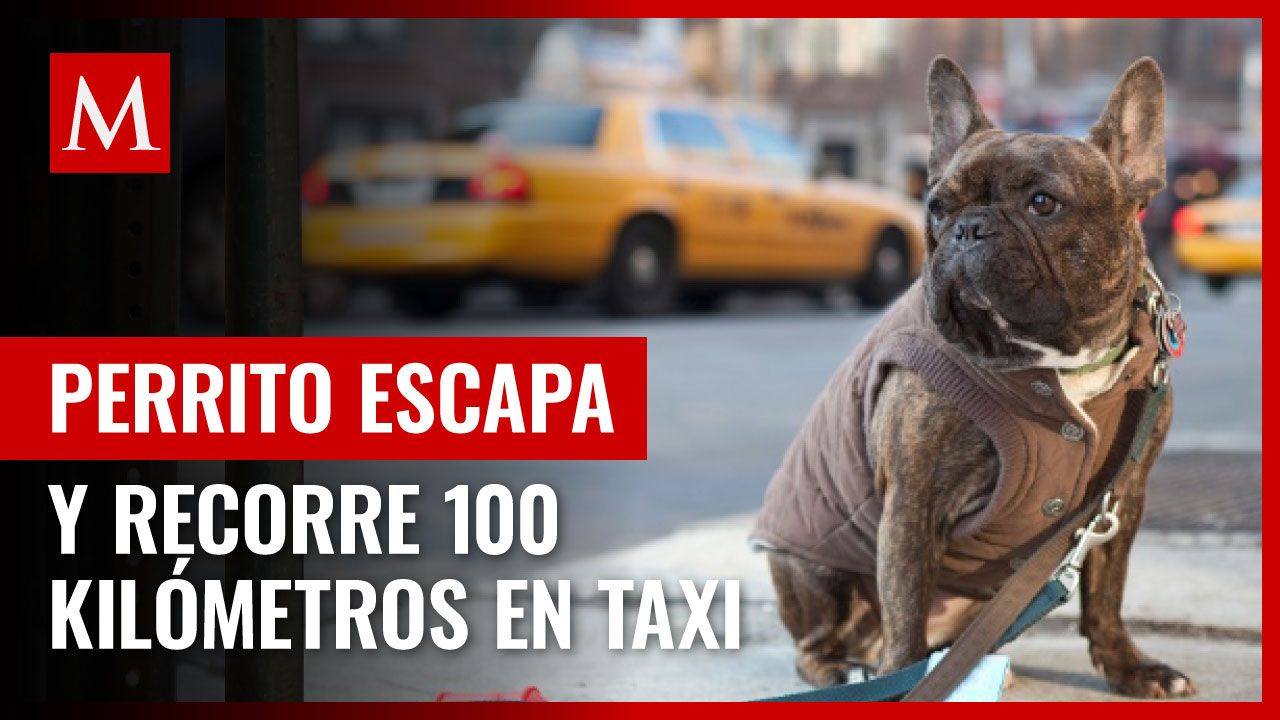 Perrito se escapa de su dueña en Reino Unido y recorre más de 100 kilómetros... en taxi