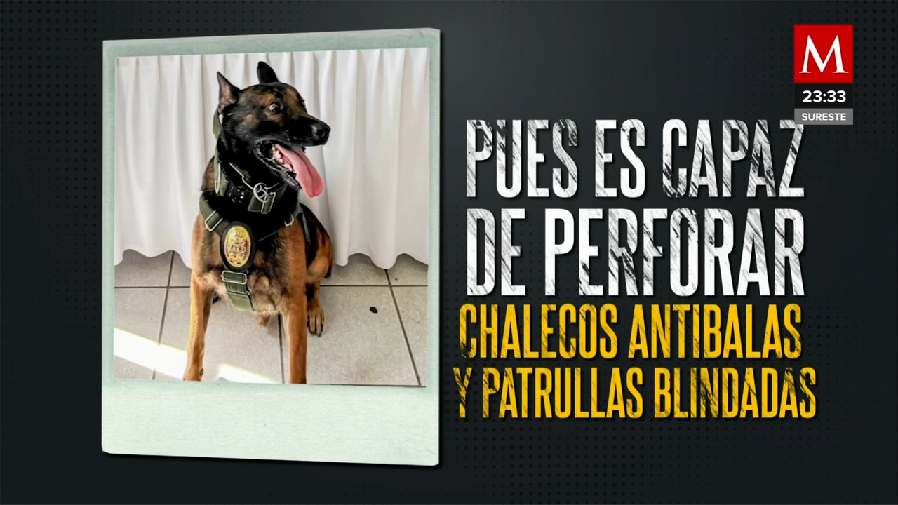 Hieren a agente canino 'Boris' durante detención de un hombre en Baja Califonia