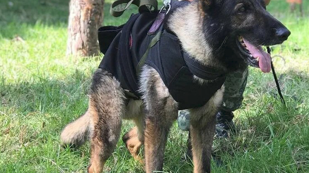 Proteo, perrito rescatista que murió en Turquía, regresa a México; le realizan homenaje