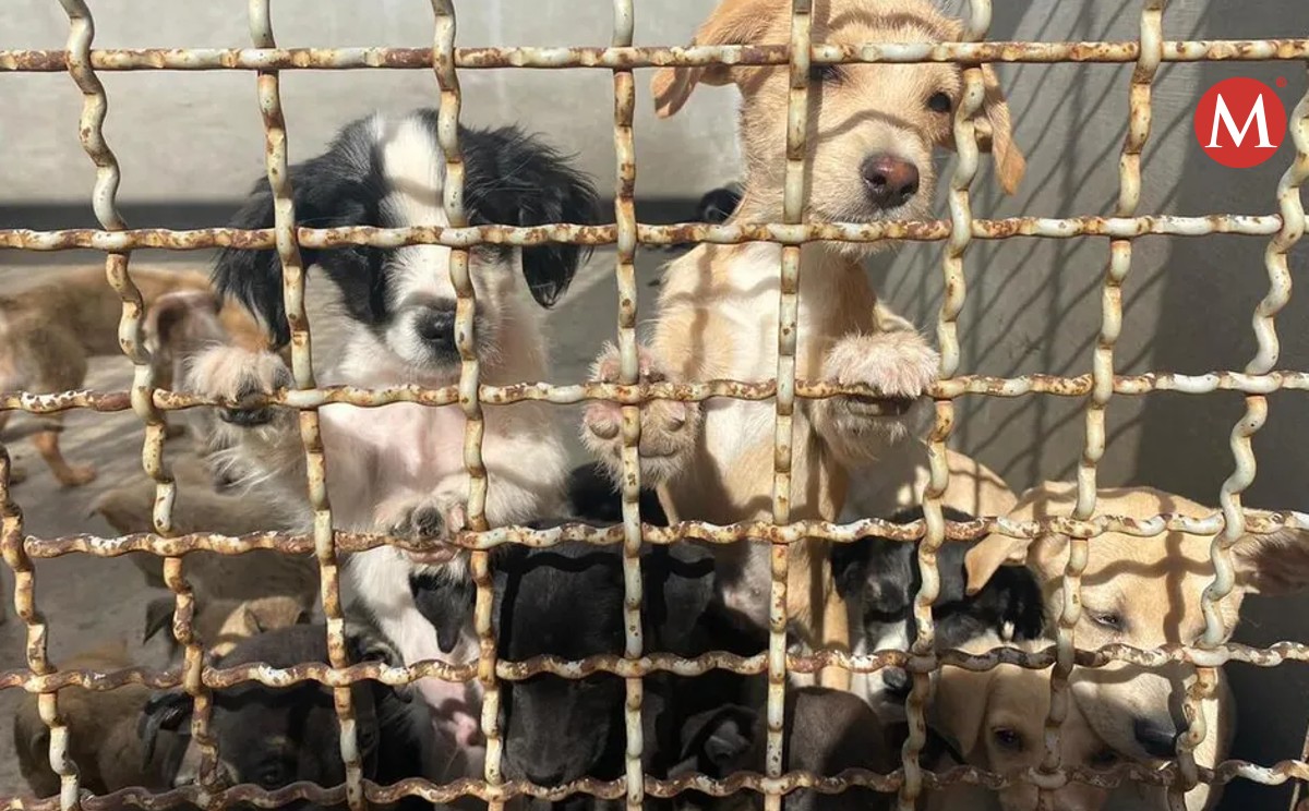 Piden en Tamaulipas ley  contra crueldad animal en granjas y rastros