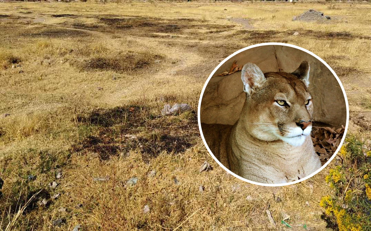"Está relleno de algo blanco", hombre tras encontrar cadaver de puma en Coahuila. | Especial