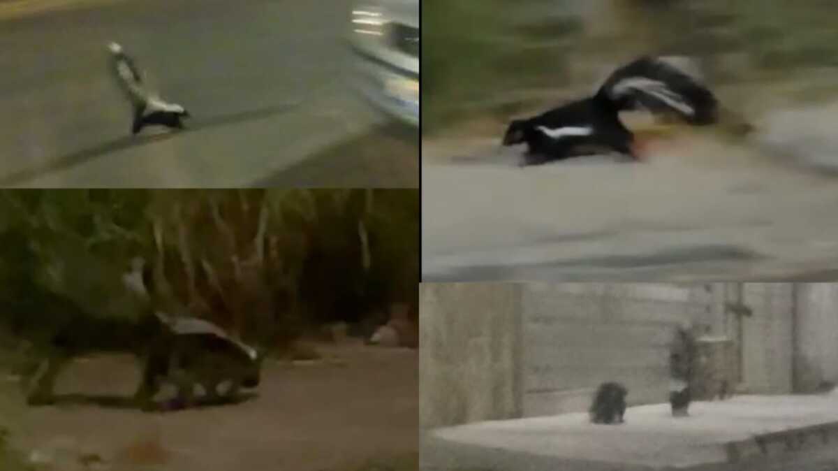 Tres zorrillos han sido captados deambulando por Analco en Guadalajara (Especial)