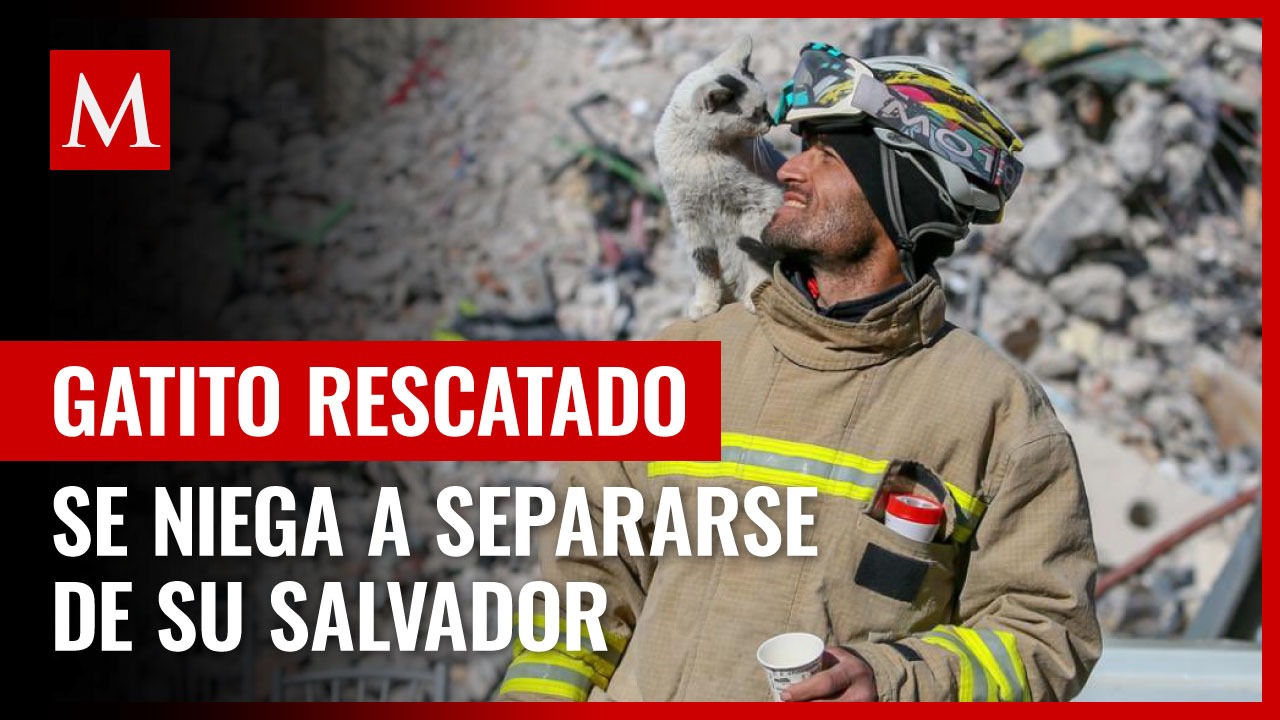 Gatito rescatado en Turquía se niega a separarse de su salvador