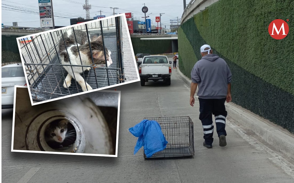 Gato es rescatado en puente desnivel de Tampico por autoridades