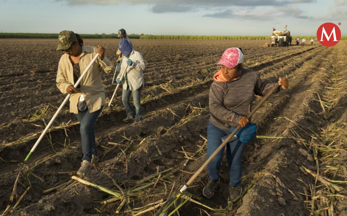 Jóvenes sin-interés por trabajar en campo de norte de Veracruz