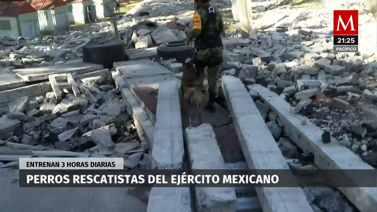 Perros rescatistas: así es el entrenamiento de los binomios caninos del Ejército mexicano