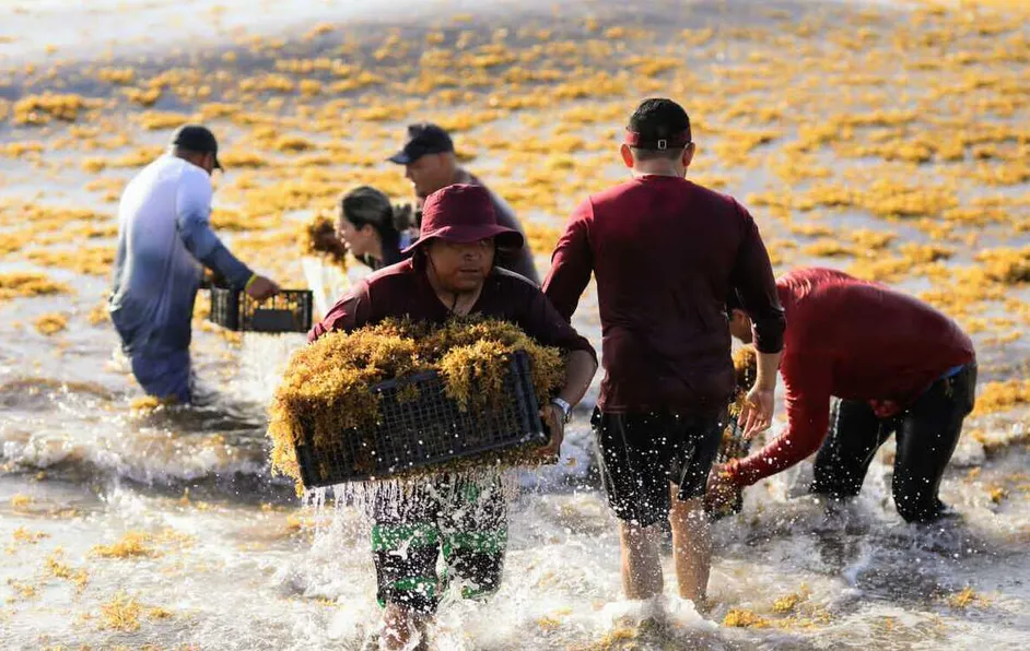 Sargazo llega antes de lo esperado a las playas del Caribe mexicano