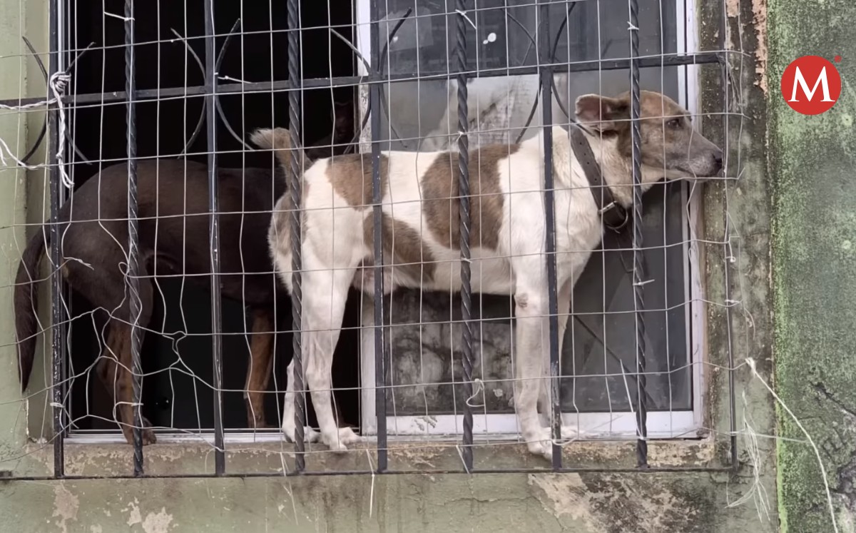 Bomberos piden atender caso de maltrato animal en Altamira