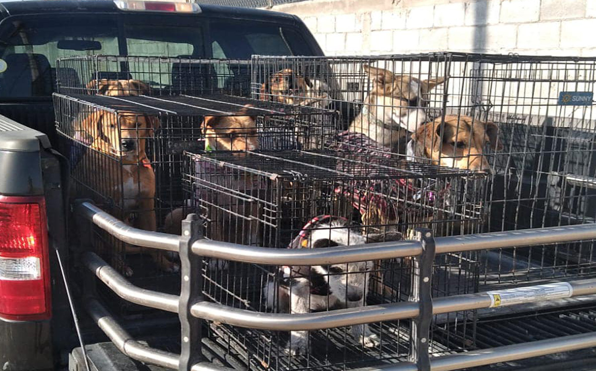 "Así llegamos y así regresamos", no adoptan a ningún perrito en Torreón. | Especial