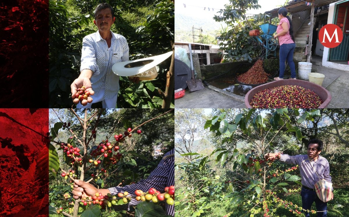 En sexenio de Peña, apoyos para café y campo dejaron boquete de 3 mil mdp. | Fotos: Jorge Carballo / Diseño: Mauricio Ledesma