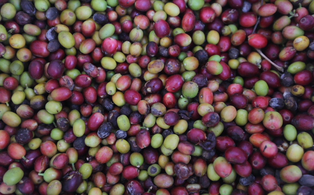En sexenio de Peña, apoyos para café y campo dejaron boquete de 3 mil mdp. | Jorge Carballo