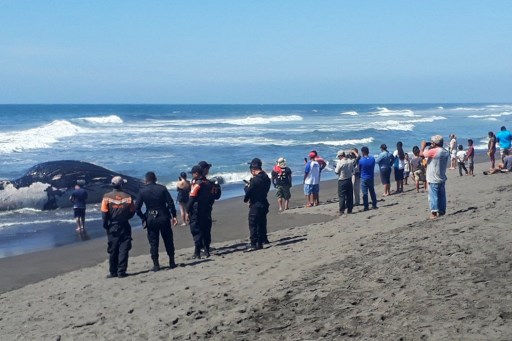 Esta es la tercer ballena que se encuentra en lo que va del año en playas guatemaltecas. | Agencia AFP