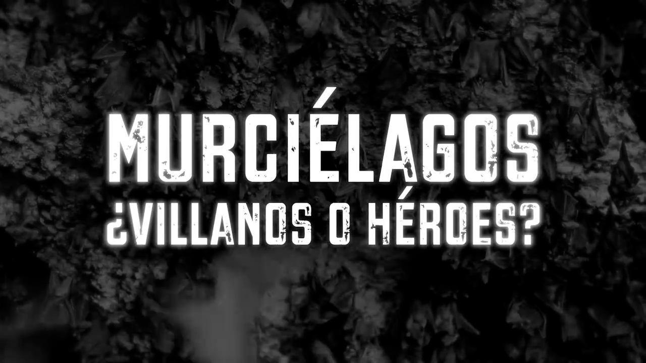 Murciélagos ¿Villanos o héroes? | Especiales Milenio
