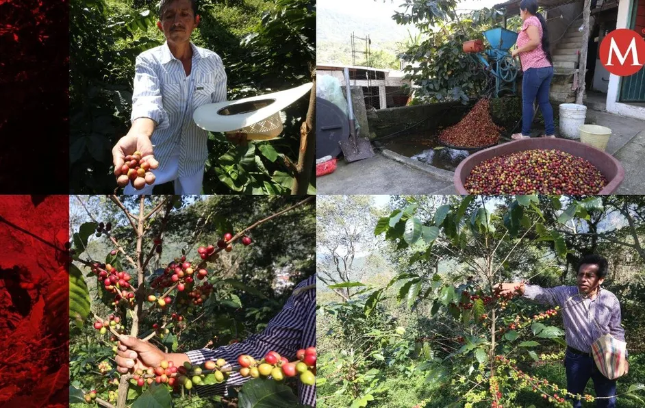 En sexenio de Peña Nieto, apoyos para café y campo dejaron boquete de 3 mil mdp