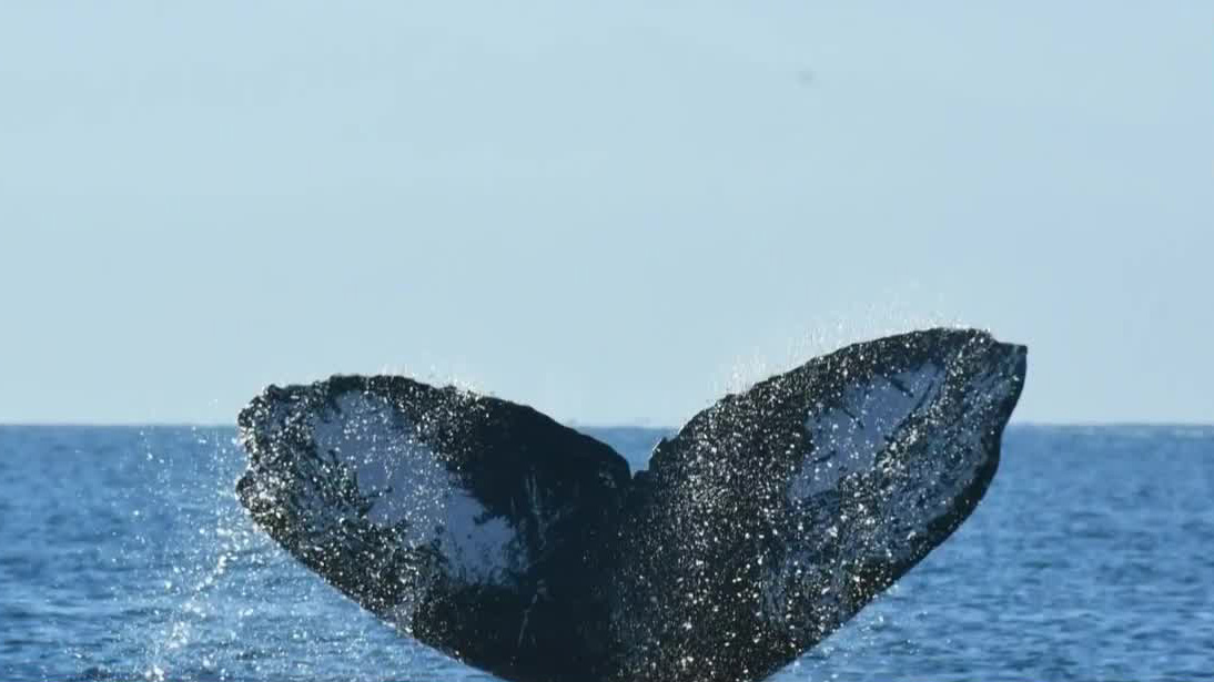 La ballena jorobada migra a México para luchar y lograr aparearse | Milenio Hábitat