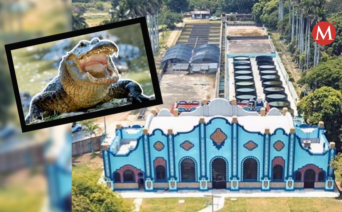 Buscan reubicar cocodrilos en la Casa de la Naturaleza