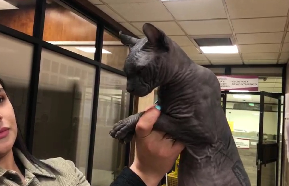 El gato fue dado en adopción. (Blanca Elizabeth Carmona)