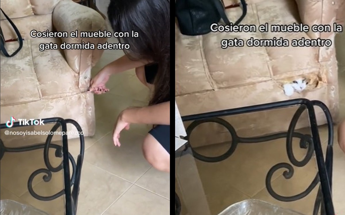La gata se quedó dormida y encerrada en el sillón | ESPECIAL