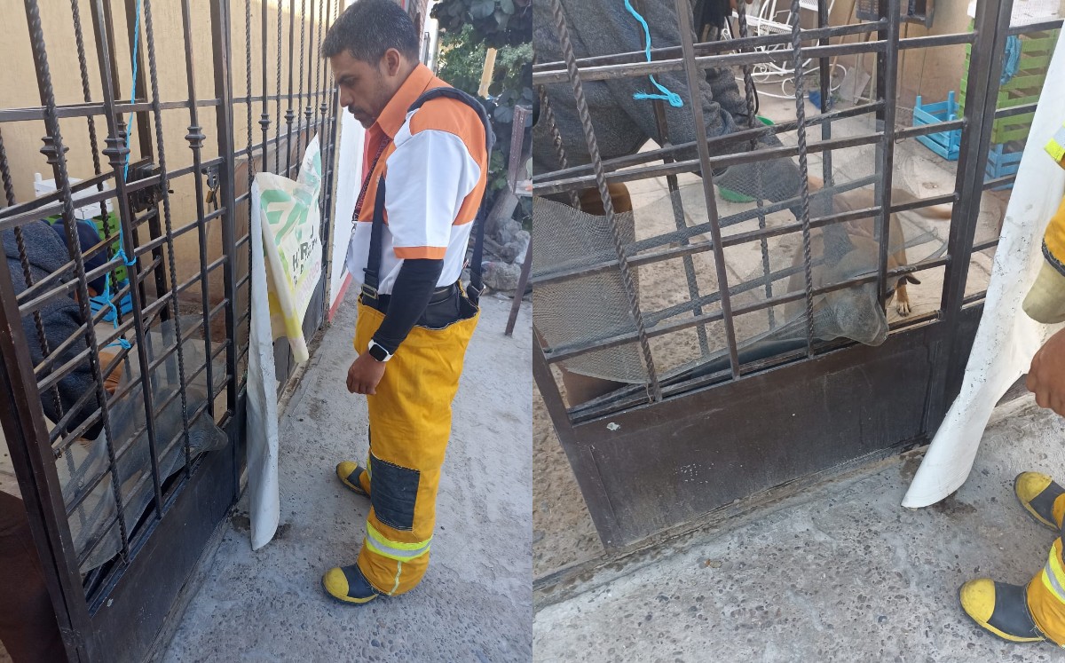 La perrita ya tenía graves laceraciones en el cuello. (Especial)
