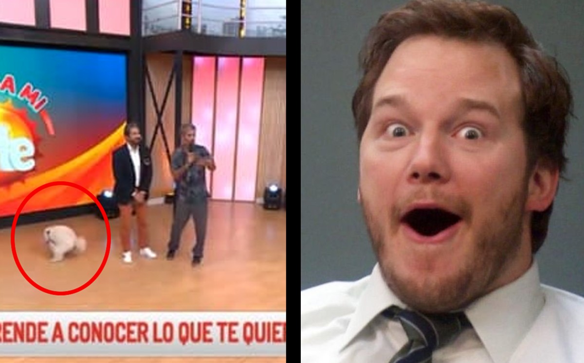 Perrito estropea entrevista en vivo. | ESPECIAL