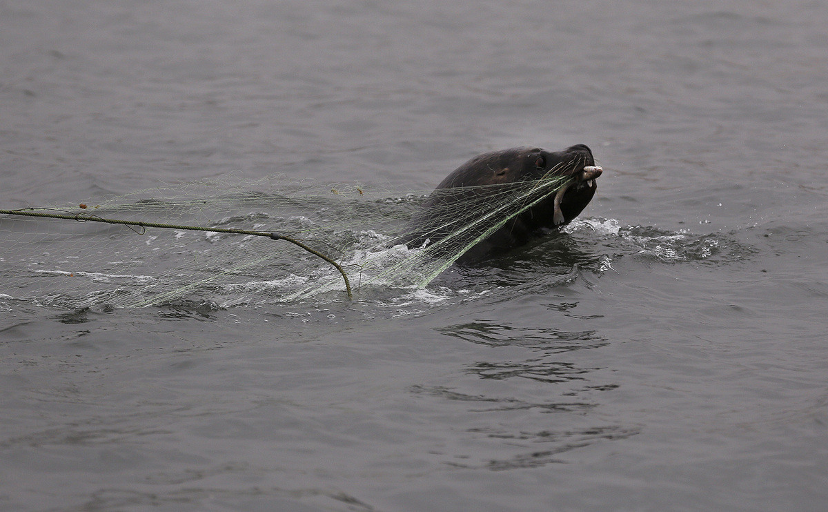 La queja aviar mata a cientos de lobos marinos en áreas protegidas de Perú | Reuters