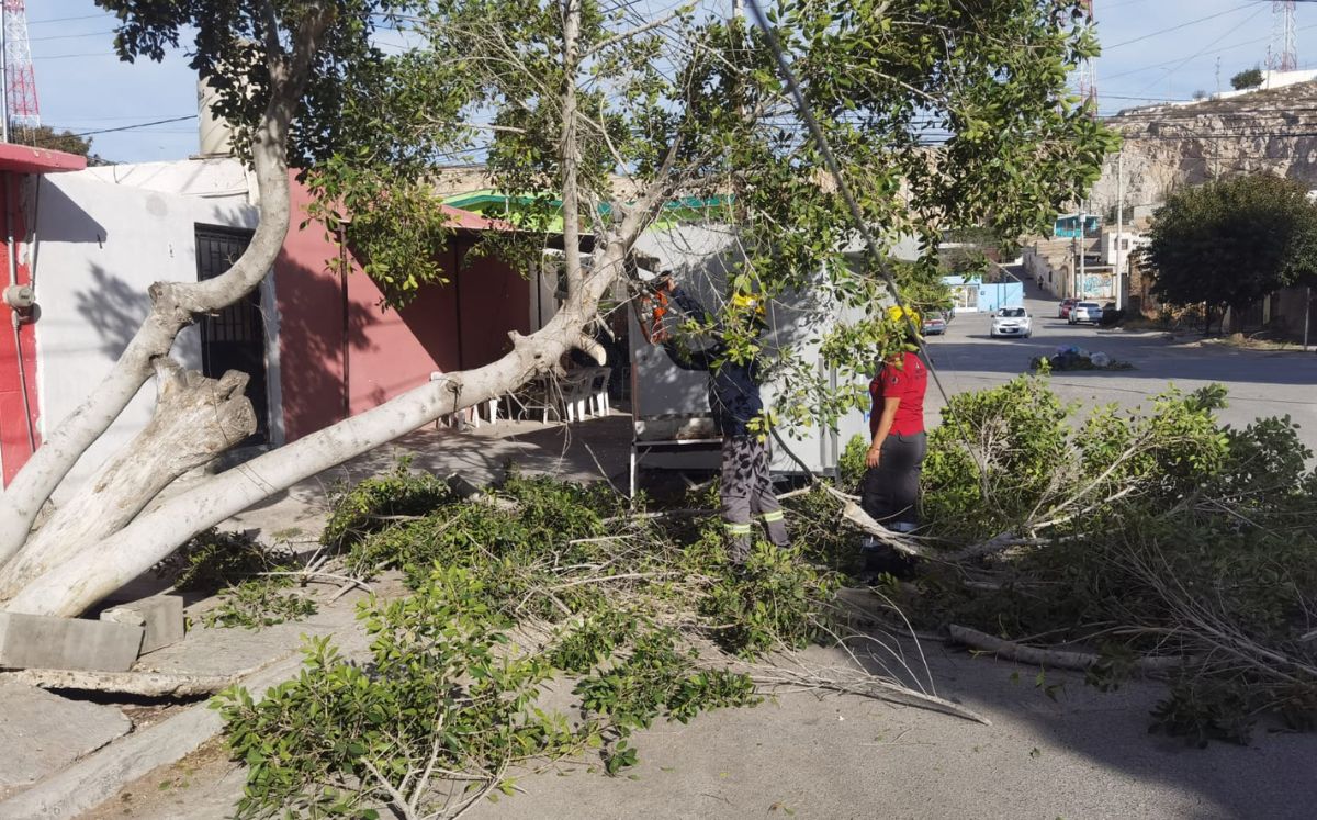Ráfagas de viento de hasta 50 kilómetros por hora derriban árboles. (Especial)