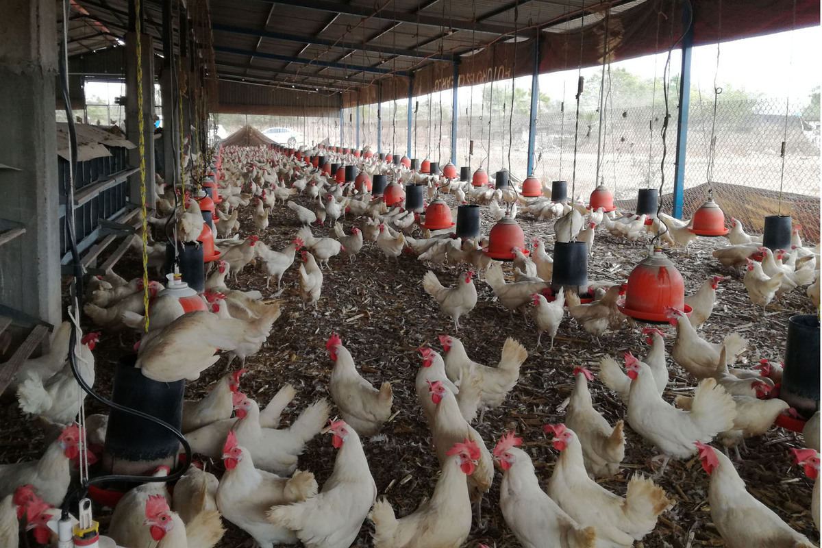 Aumenta venta de huevo orgánico | Especial