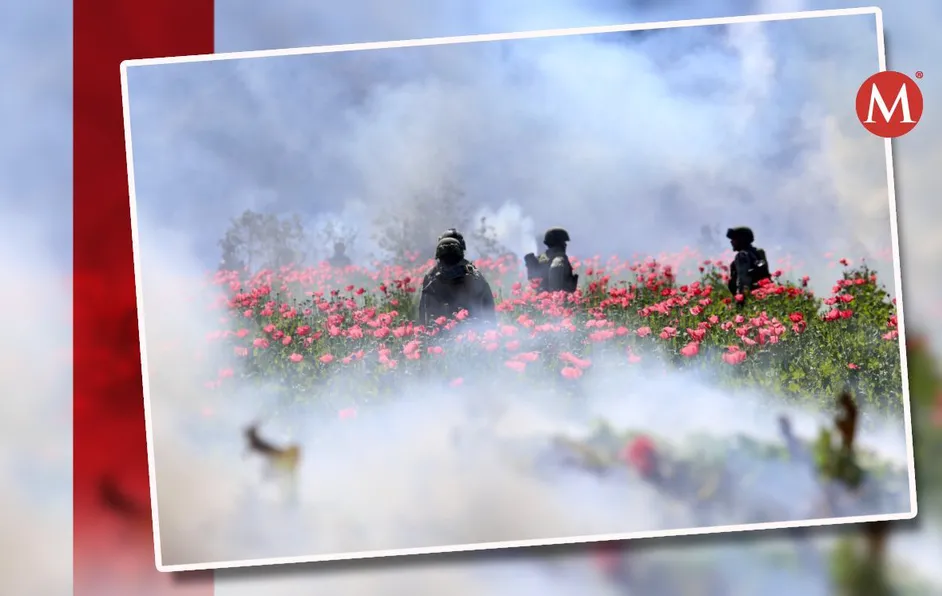 Elementos de la Sedena destruyen plantío de amapola en Mocorito, Sinaloa