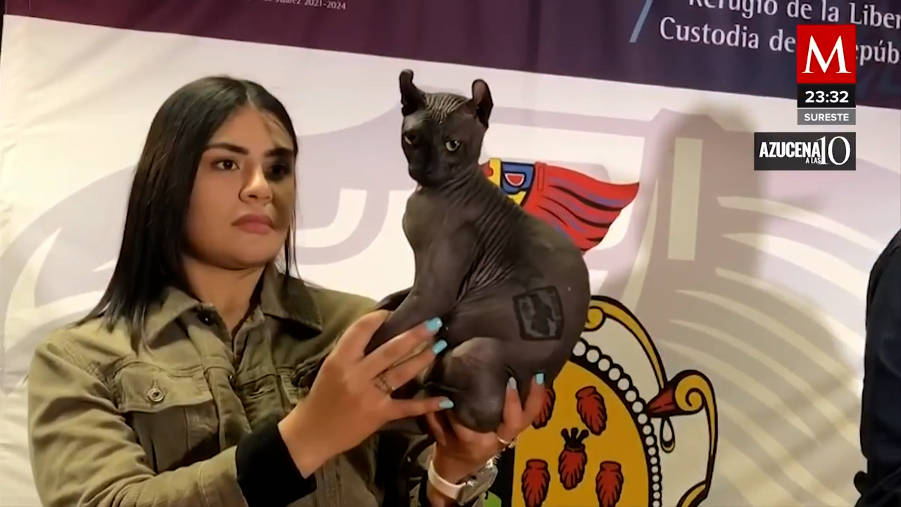 Es puesto en adopción el gato egipcio de los mexicles